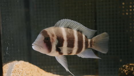 Peces-Cíclidos-Jorobados-En-El-Acuario-Umino-mori-En-Sendai,-Prefectura-De-Miyagi,-Japón