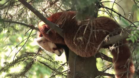 Panda-Rojo-Duerme-En-El-Bosque