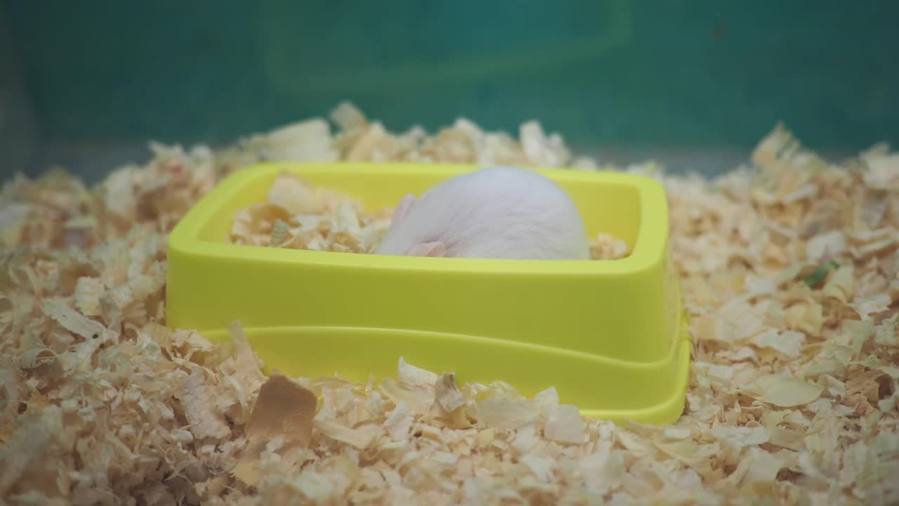 Hámster blanco en un cuenco amarillo