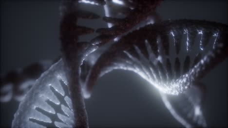 loop double helical structure of dna strand close-up animation