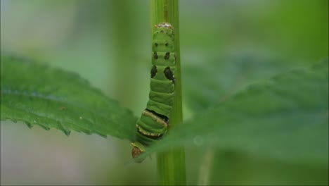 oruga verde aferrada a las ramas de las hojas, video hd