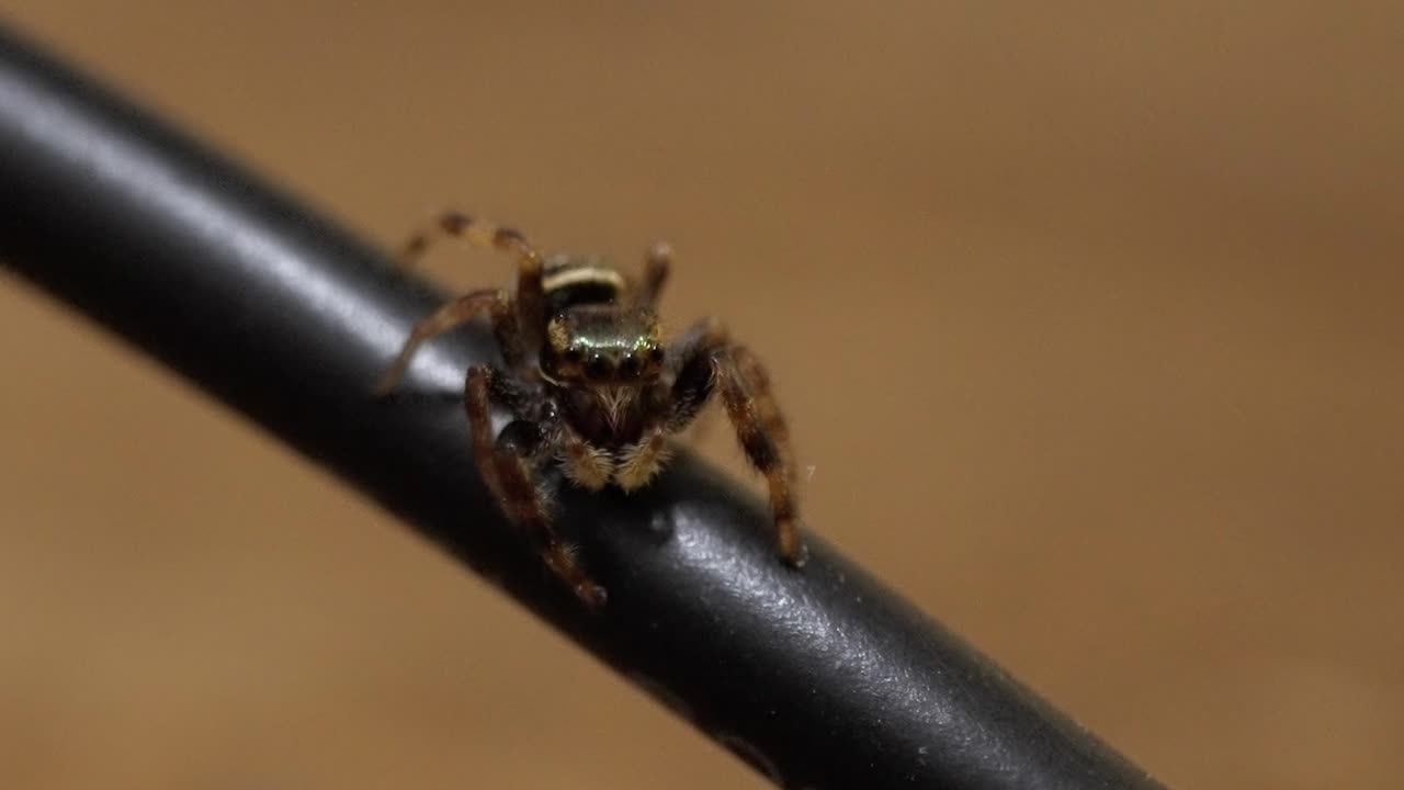 Spider Behavior: Observing a Jumping Spider's Unique Facial Features