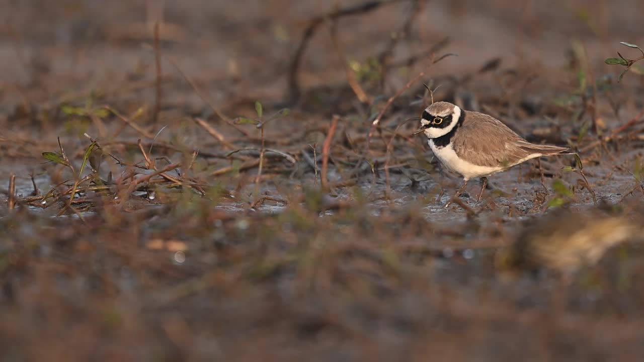 The energetic feeding behavior of a Little Ringed Plover is captured as it scurries across a sun-drenched wetland bank