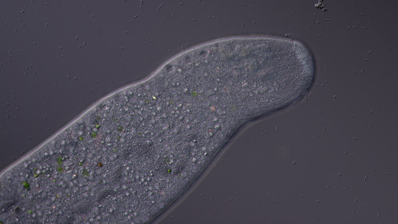 Microscopic View of a Single-Celled Organism