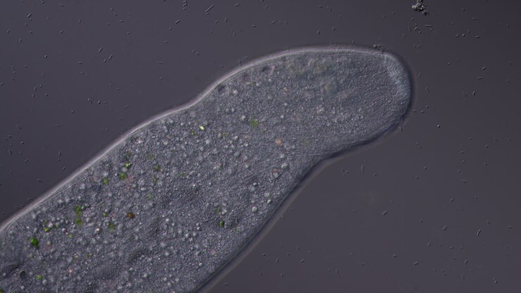 Microscopic View of a Single-Celled Organism