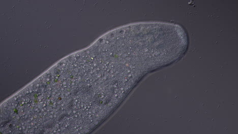 microscopic view of a single-celled organism