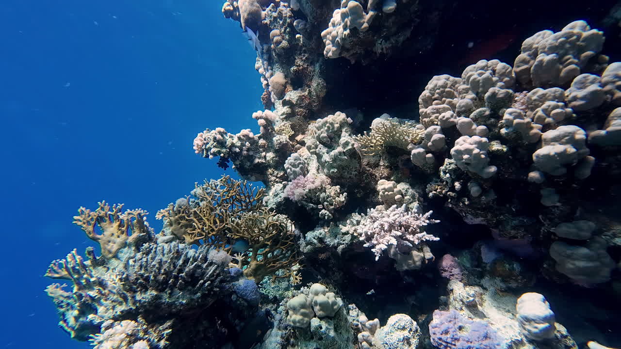 Vibrant coral reefs, tropical fish, turquoise Red Sea
