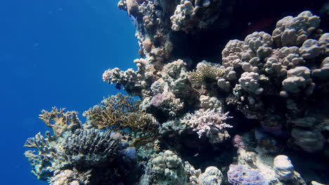 los vibrantes arrecifes de coral, los peces tropicales, el mar rojo turquesa