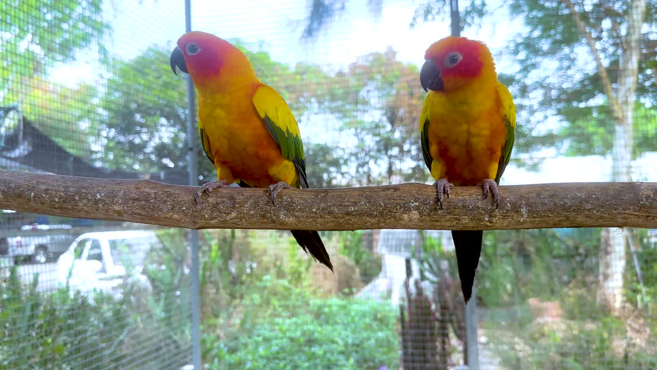 dos loros vibrantes posados en una rama