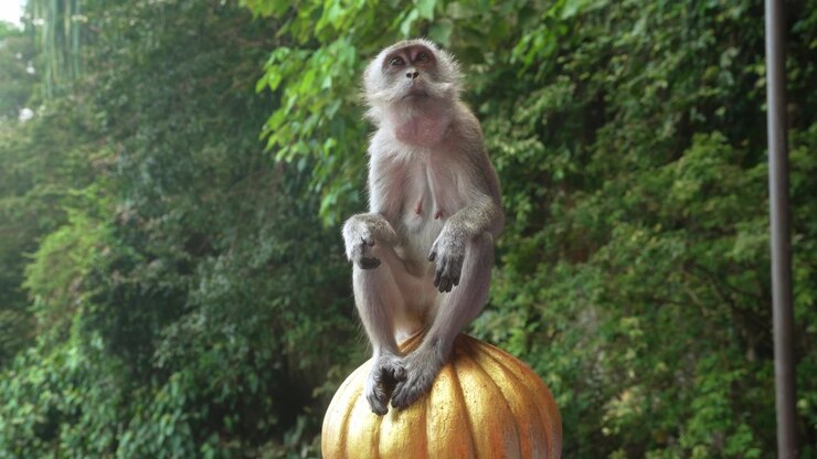 Cinematic wildlife footage capturing a monkey observing its surroundings while sitting on a decorative object in a tropical environment.