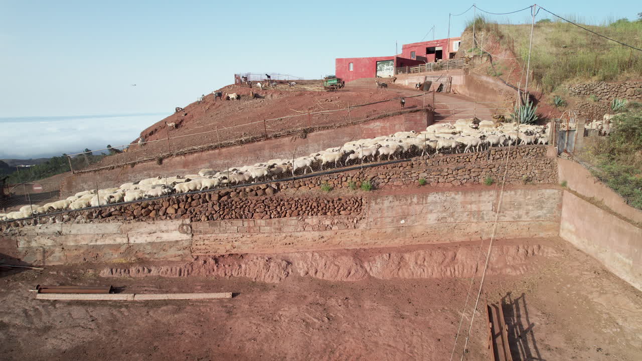 drone volando hacia atrás mostrando un rebaño de ovejas entrando en un pueblo en un día soleado, galdar, islas canarias
