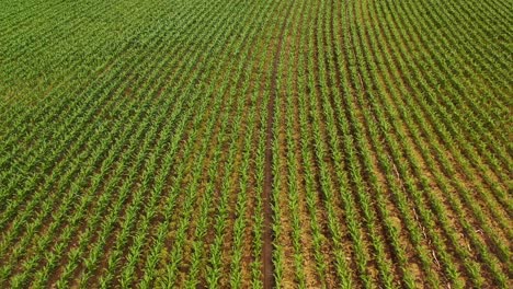 Cache-Creek-Panorama:-An-Inspiring-Drone-View-of-Farm-Fields-Meeting-the-Rustic-Beauty-of-Sagebrush-Covered-Hills