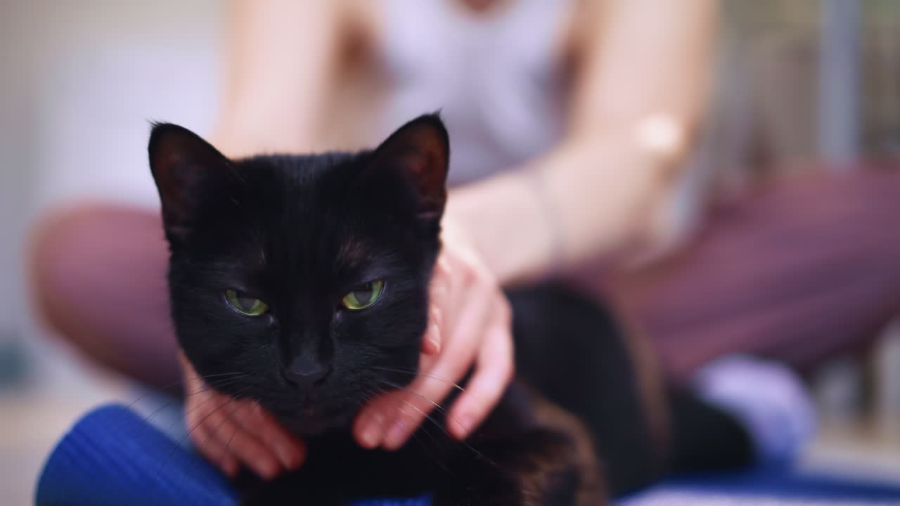 Cat Caresses Owner, Serene Scene Showing Feline Tenderness During Tranquil Home Yoga Session, Peaceful Interaction Where Cat Softly Strokes Owner Amidst Calming Indoor Exercise Environment