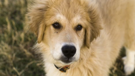 portrait close up of cute golden dog watching into camera - anatolian shepherd mixed with great pyrenees