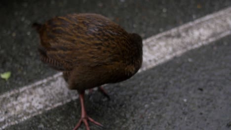 a feathery brown weka bird standing on the streets in new zealand - close sup shot