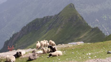 Herd-of-sheep-high-in-the-mountains-of-Austria,-far-above-the-tree-line