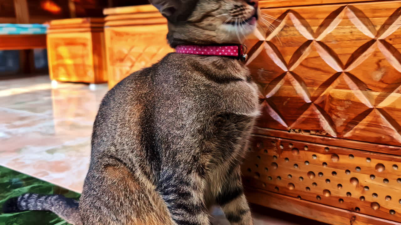 Closeup view of a pet tabby cat wearing a collar with a bell during daytime.