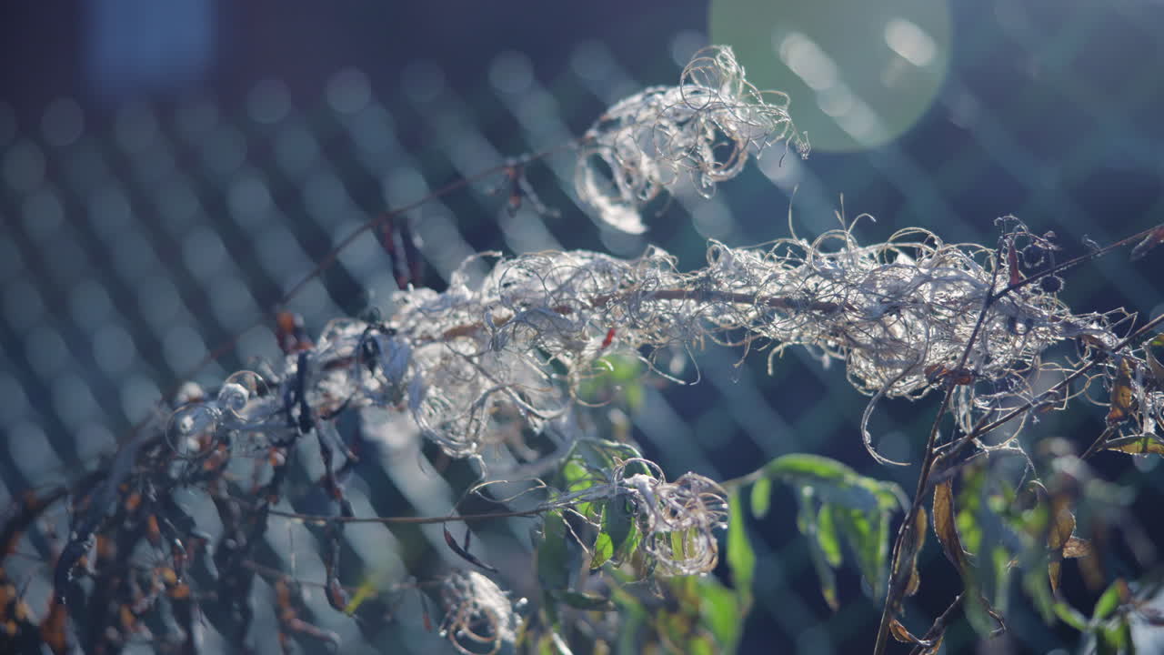Close-up of plant with branches