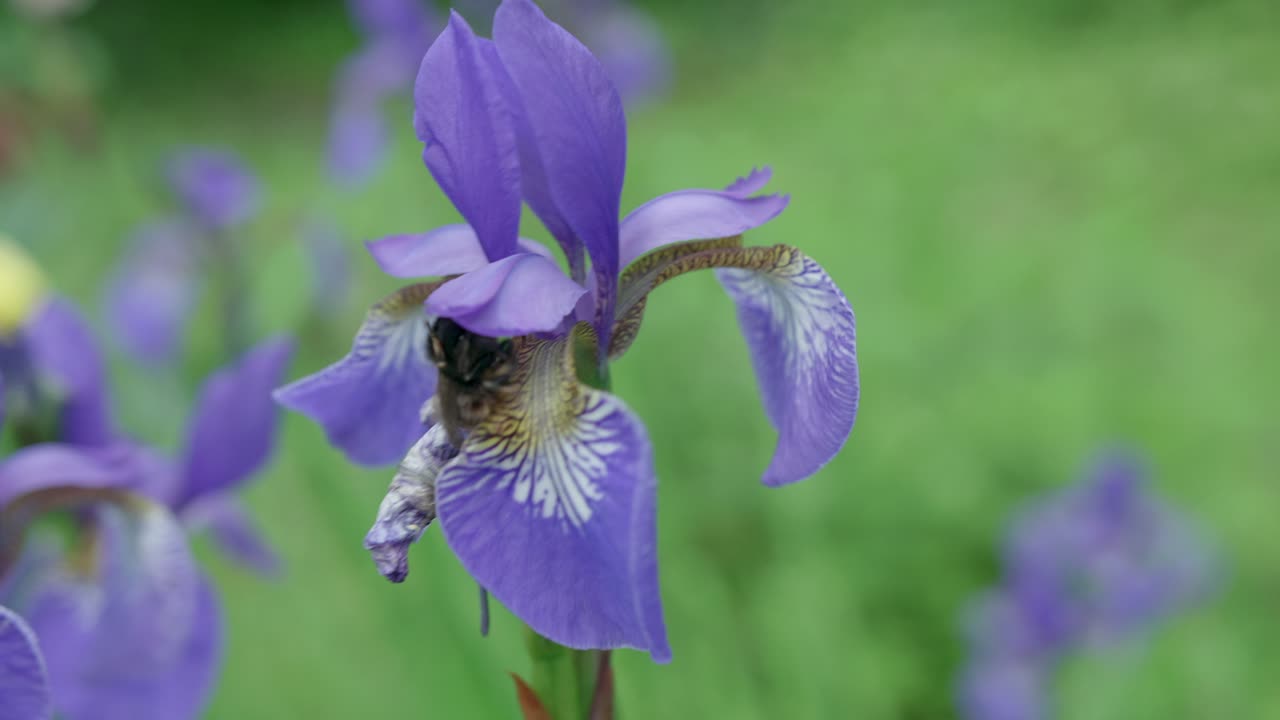 abejorro poliniza la flor de iris púrpura que se balancea fuertemente en el viento