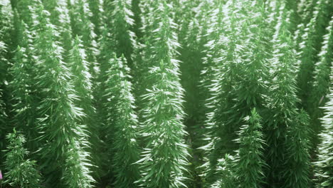 green plants growing densely in a well lit indoor environment