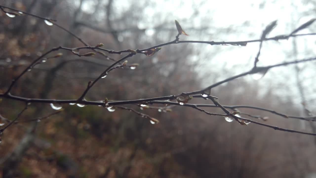 Dew drops on tree branches in the morning in early spring