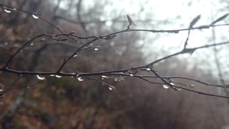 dew drops on tree branches in the morning in early spring