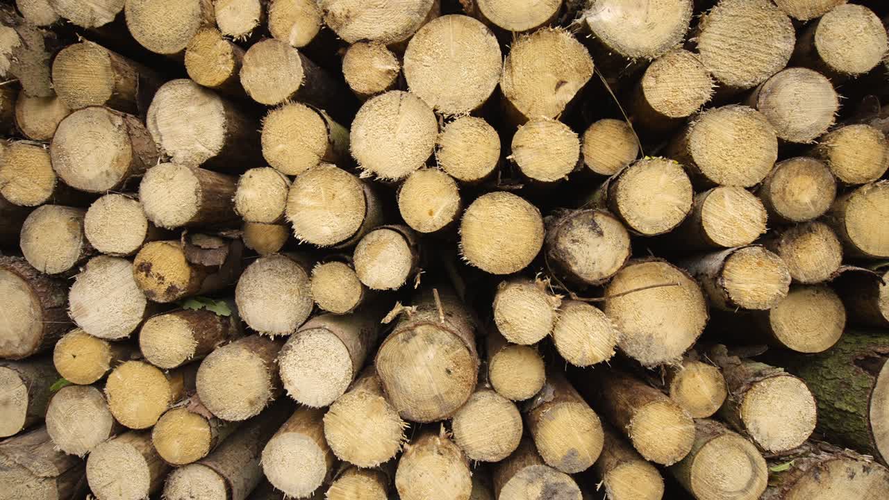 숲 속에 쌓인 나무 줄기 나무 디자인