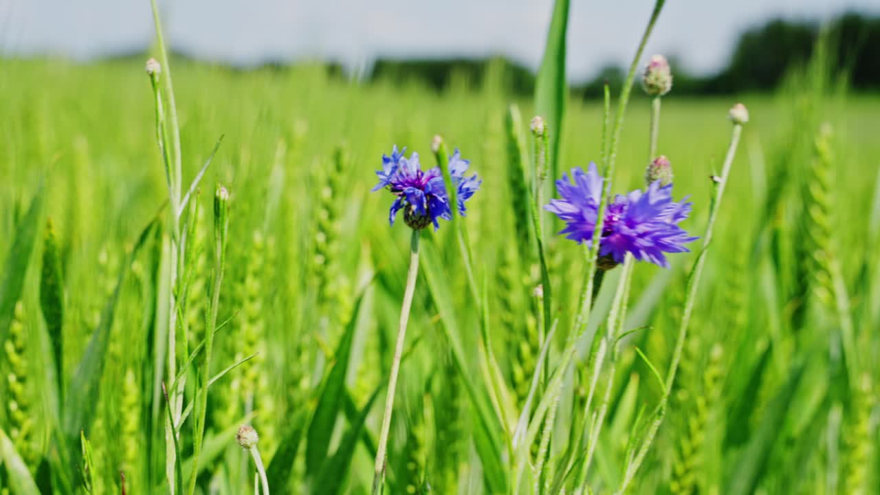 Close-up of one cornflower swaying in gentle breeze surrounded by green grass