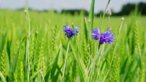 close-up of one cornflower swaying in gentle breeze surrounded by green grass