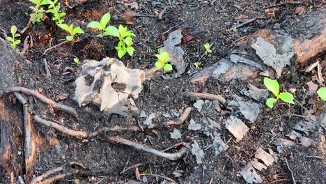 burnt logs and charred forest floor with new succession growth sprouting after wildfire