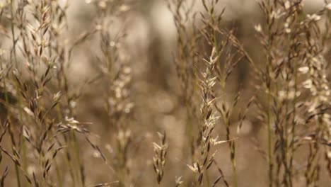 grass stems waving in light breeze, handheld view