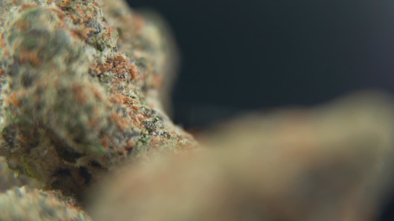 A macro close up detailed shot of a giant cannabis plant, marijuana flower, hybrid strains, Indica and sativa, on a rotating stand in a black shiny bowl, 120 fps slow motion Full HD, studio lighting