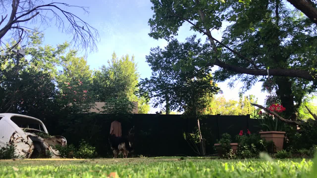 달리는 개에게 놀란 새