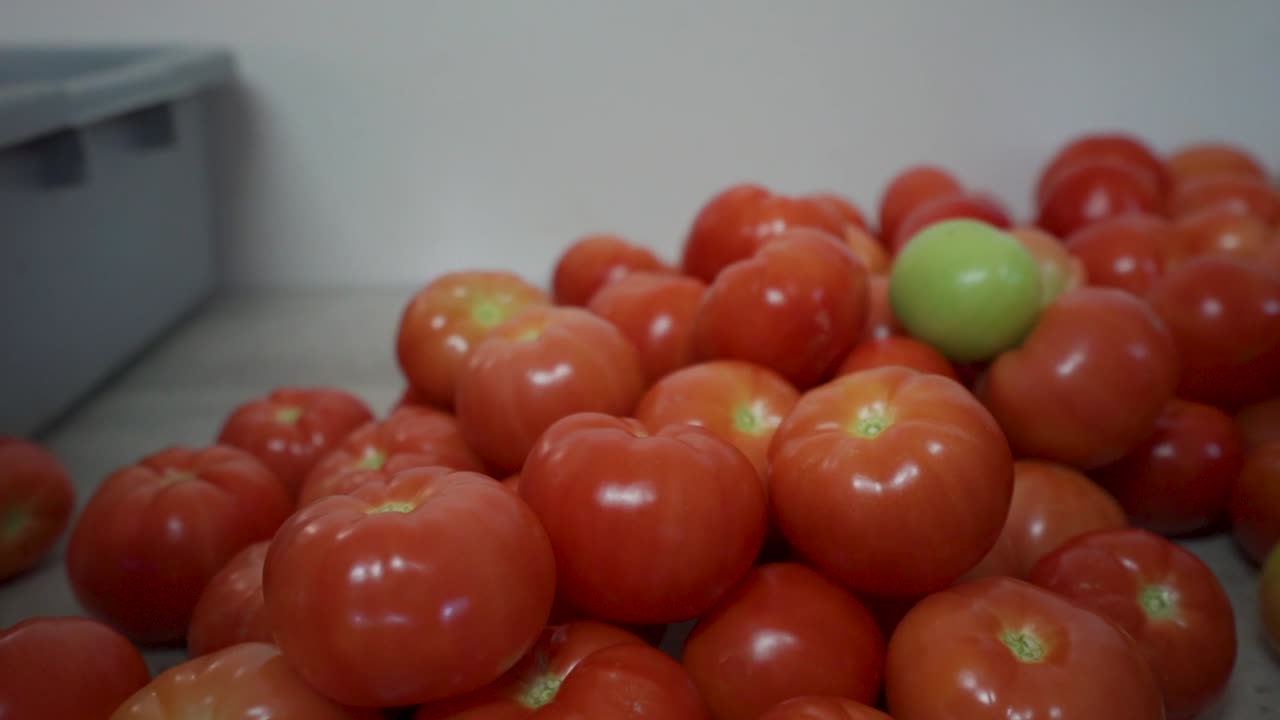 Greenhouse tomatoes. A lot of hard work, some sun and proper temperatures combine to create a wonderful vine ripened tomato!