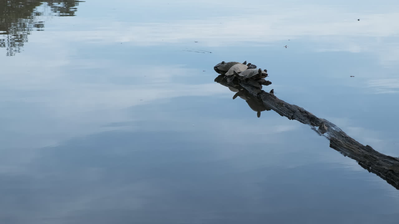 Черепахи на бревне в озере