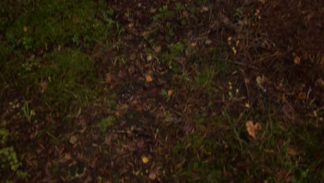 Looking-from-between-two-trees-in-a-deep-autumn-forest