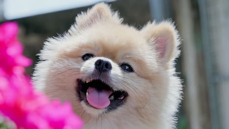 close up of cute pomeranian dog looking to the camera shaking head curious eyes and smile