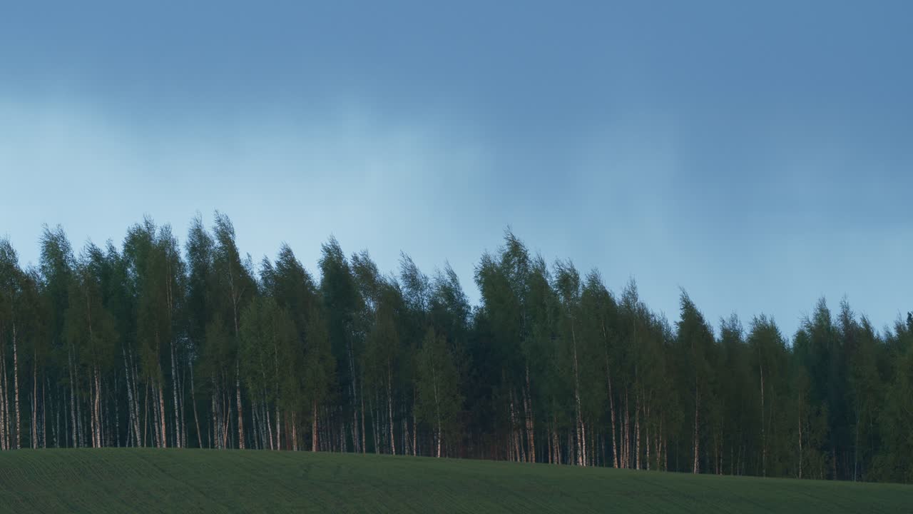 Nubes de tormenta de lluvia de verano sobre un bosque de abedules