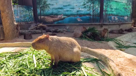 capíbaras comiendo hierba en el zoológico