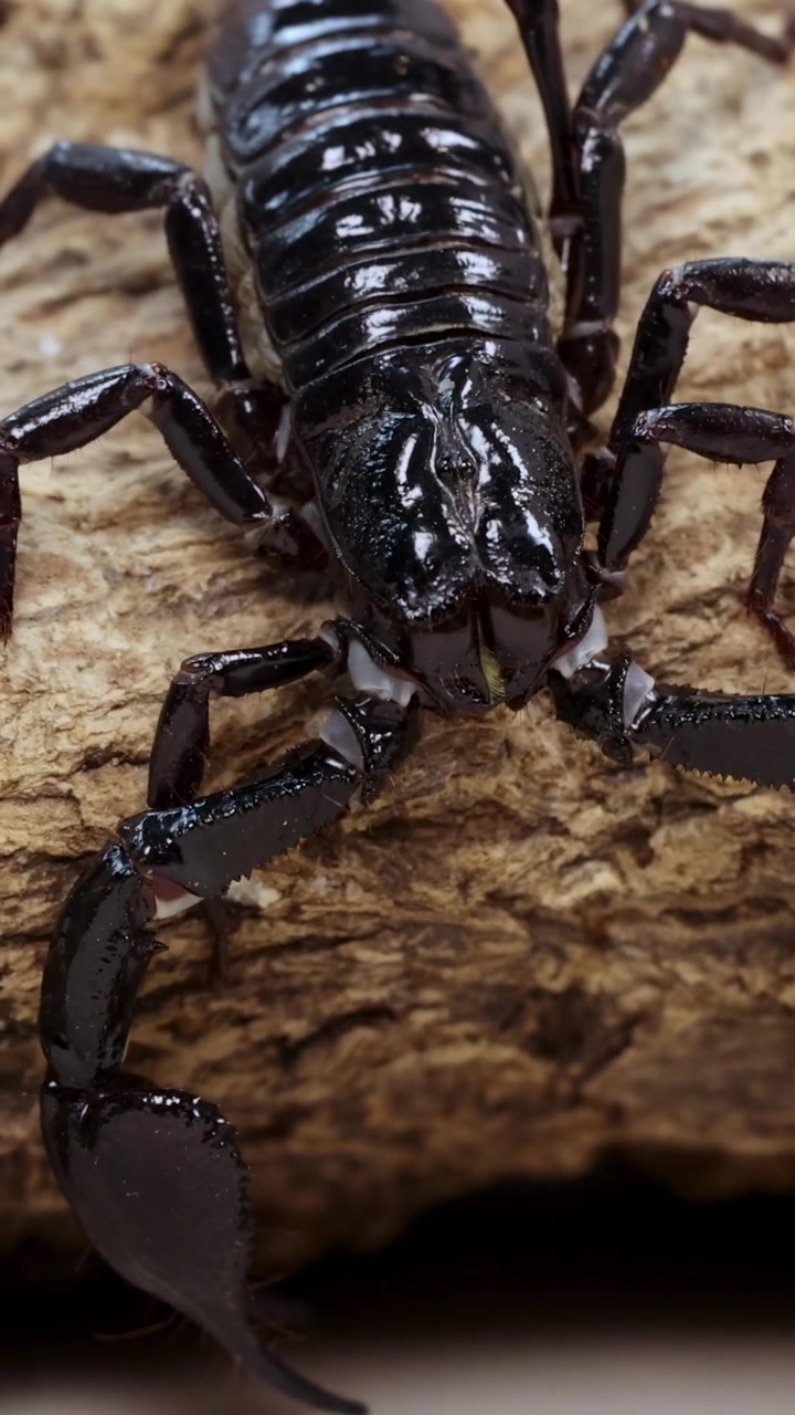 Um escorpião se move sobre um tronco texturizado em um close-up, destacando sua anatomia detalhada e comportamento natural
