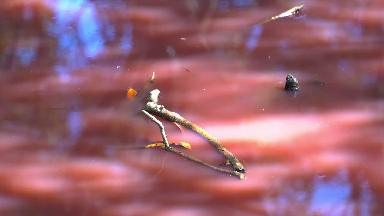 해조류 꽃, 물에서 발견된 할로박테리움 살리나럼, 염분 수치 증가, 다양한 해조류가 분홍색 카로티노이드를 방출하도록 촉발, 유기 색소가 물로를 분홍색으로 바꾸었습니다.