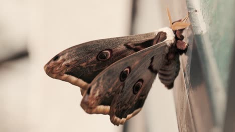 mariposa con alas de colores. enorme lepidóptero. entomología