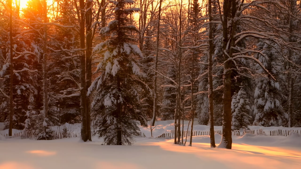 Sunset Snowcovered Forest Bathed In Golden Light, Tall Pine And Birch Silhouettes Carry Heavy Snow, Long