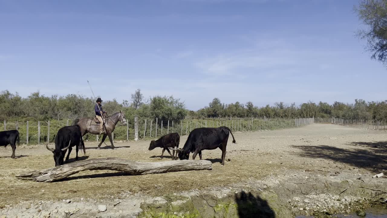 Cowboy on a horse controls herd of black oxen in the French sunshine by a river