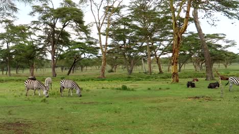 panning shot of zebras and wildebeests eating grass beside each other in kenya