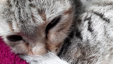 macro close up shot of tabby kitten head sleeping peacefully