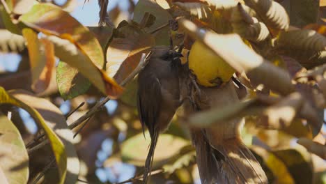 tres mousebirds colgando de una rama de árbol para comer una fruta de guayaba madura, de cerca