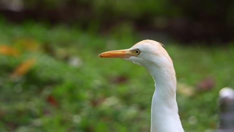 close up portrait head shot of a wild great egret, ardea alba staring and patiently stalking its prey at the park