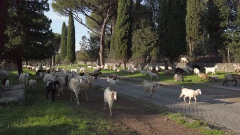 walk on appian way in rome along with a herd of sheeps and goats on a sunny day