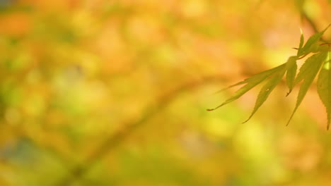 Colores-Amarillos-Brillantes-De-Arces-Japoneses-Durante-La-Temporada-De-Otoño